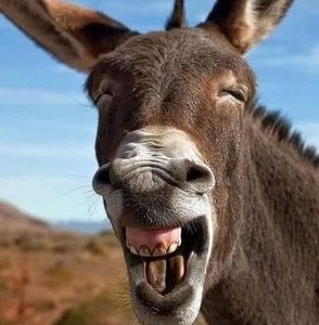 Meet your Posher, Tosha